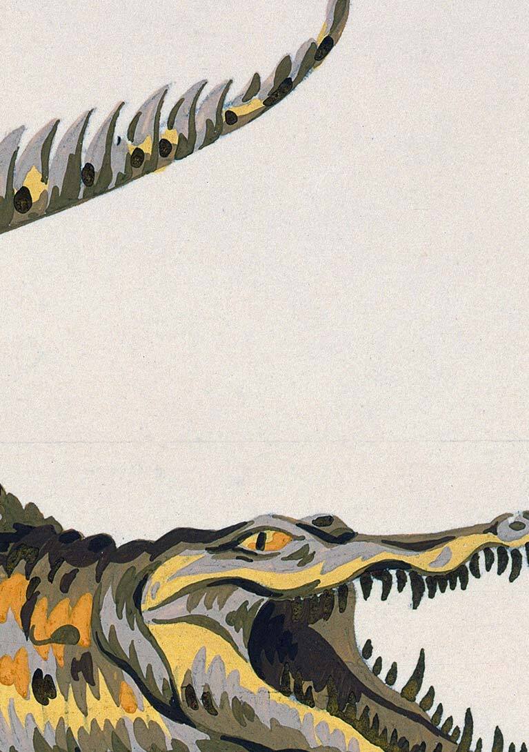 Once Upon A Crocodile | LACOSTE
